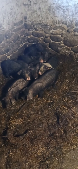 vand porci  - imagine 3