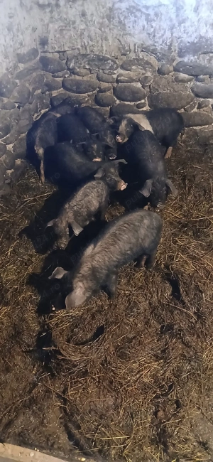 vand porci  - imagine 4