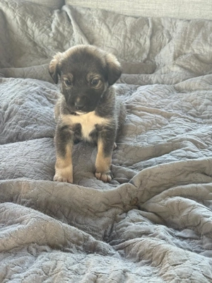 Ofer spre adoptie (gratuit) catelusi de talie mica