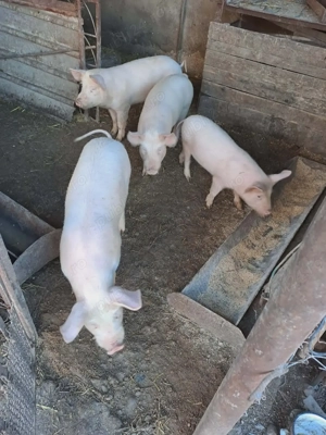 4 purcei frumoși și sănătoși  - imagine 2