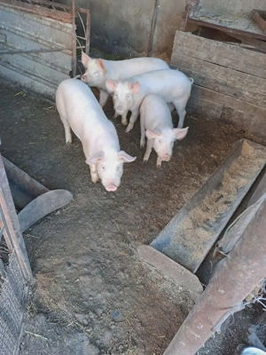 4 purcei frumoși și sănătoși 