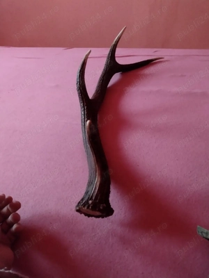 vand CORN 4 raze 90cm