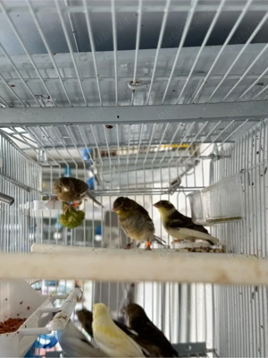 puii canari rasa orpheus - imagine 3