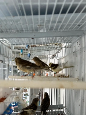 puii canari rasa orpheus - imagine 4