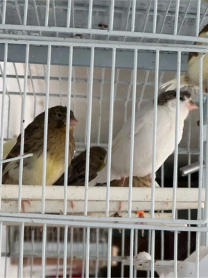 puii canari rasa orpheus