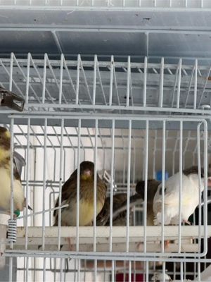 puii canari rasa orpheus - imagine 2