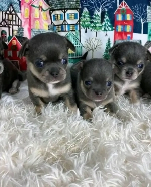 Pui de chihuahua drăguți și sănătoși disponibili - imagine 4