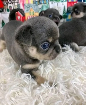 Pui de chihuahua drăguți și sănătoși disponibili