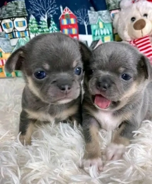 Pui de chihuahua drăguți și sănătoși disponibili - imagine 2