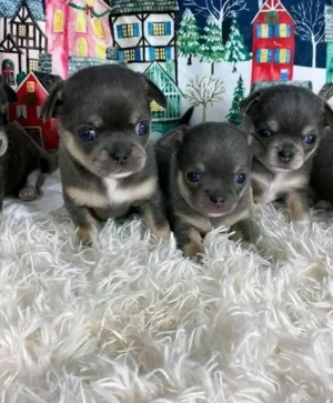 Pui de chihuahua drăguți și sănătoși disponibili - imagine 3