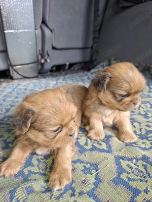 Pechinezi  - imagine 2