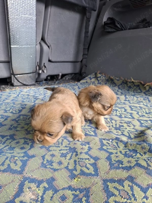 Pechinezi  - imagine 4