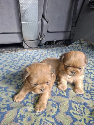 Pechinezi  - imagine 3