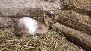 Vând ieduți  - imagine 2