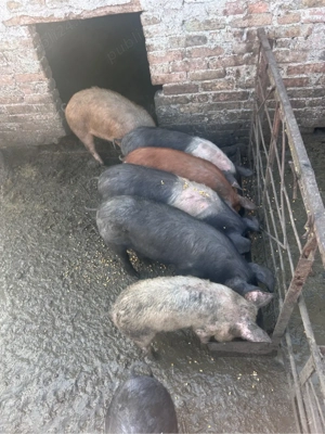 purcei de vanzare - imagine 2