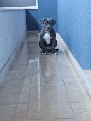 Amstaff femela! pui - imagine 3