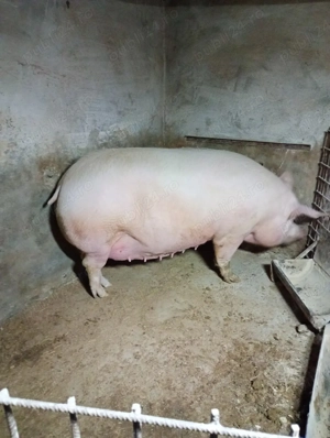 Vand scroafă gestantă de 2 luni jumate  - imagine 3