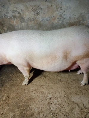 Vand scroafă gestantă de 2 luni jumate  - imagine 2