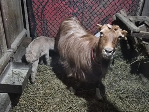 Capră cu două ieduțe