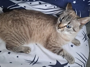 Vand pisica - imagine 2