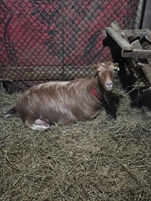 Capră cu două ieduțe - imagine 4