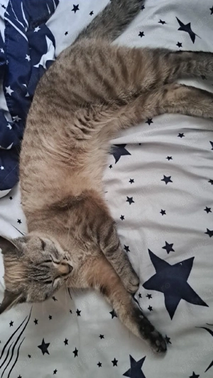 Vand pisica - imagine 4