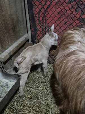 Capră cu două ieduțe - imagine 3