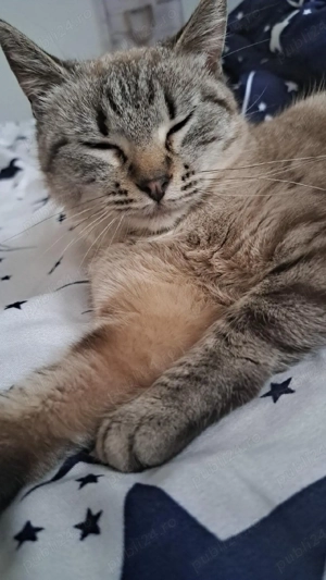 Vand pisica - imagine 3