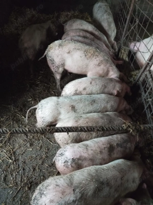 purcei 25-30 kg - imagine 3