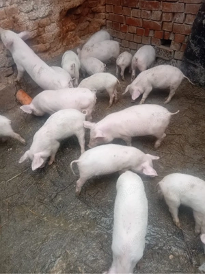 Purcei de vanzare  - imagine 2