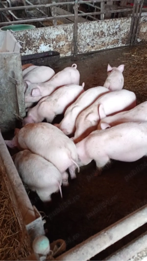 Purcei rasa Marele Alb cu Landras  - imagine 3