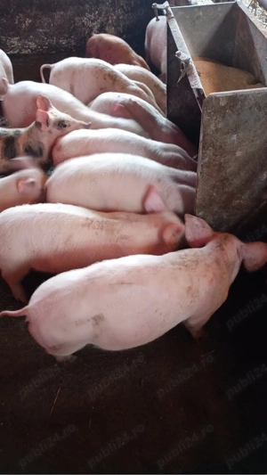 Purcei rasa Marele Alb cu Landras  - imagine 4