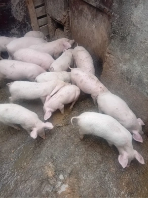 Purcei de vanzare 