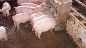 Purcei rasa Marele Alb cu Landras  - imagine 2