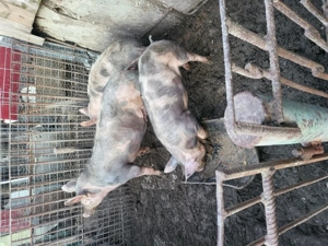 De vânzare 3 grasuni