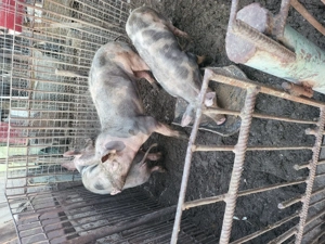 De vânzare 3 grasuni - imagine 2