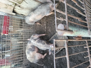 De vânzare 3 grasuni - imagine 4