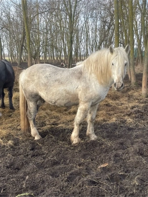 Doi armasari - imagine 3