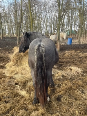 Doi armasari - imagine 5