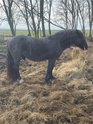 Doi armasari - imagine 4