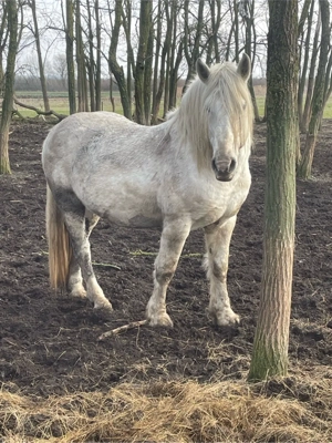 Doi armasari - imagine 2