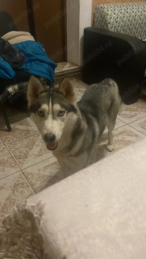 Donez husky femela cautam o familie iubitoare  - imagine 3