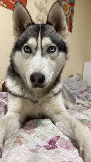 Donez husky femela cautam o familie iubitoare  - imagine 2