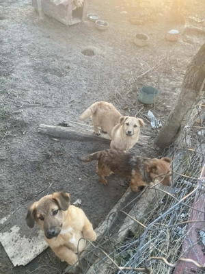 Spre adoptie pui. - imagine 4