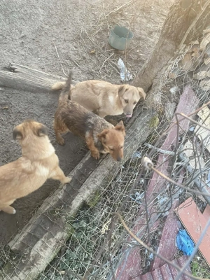 Spre adoptie pui. - imagine 5