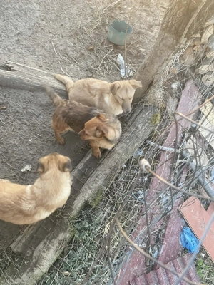 Spre adoptie pui. - imagine 3