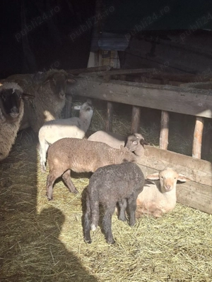 De vânzare 5 oi si 7 miei - imagine 2