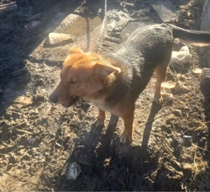 Donez catelusa - imagine 2