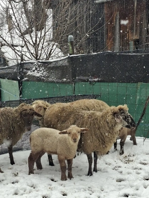 De vânzare 5 oi si 7 miei - imagine 3