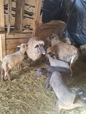 De vânzare 5 oi si 7 miei - imagine 4